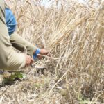 गेहूं की समय पर कटाई: गर्मी के असर से बचने का सबसे अच्छा उपाय